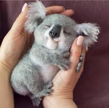I 39 Ll Eat You I 39 M Eating I 39 Ll Tiere Eat Eating I39ll I39m Tiere Tierbabys Bilder Niedliche Tierbilder Koala Baby