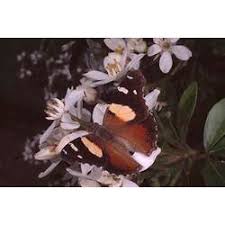 Image result for Primrose Yellow 1958 Admiral