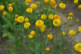 Image result for Ranunculus multifidus