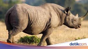 Follow Liputanbaru 3 Badak Hitam Langka Dibunuh Di Kenya Culanya Hilang Baca Selengkapnya Di Liputanbaru Com Detik Com Love Instagood Elephant Animals