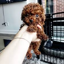 With their breeder, waiting for you! Teacup Poodles For Sale Teacup Poodle Puppies Tea Cup Poodle Poodle Puppy