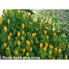 Image result for Justicia aurea