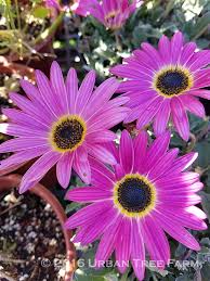 Image result for Arctotis