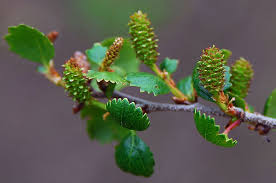 Image result for Alectra glandulosa