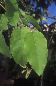 Image result for Eucalyptus torelliana