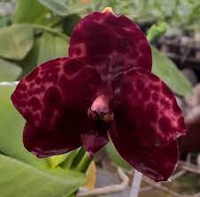 Check spelling or type a new query. Phalaenopsis Seremban Black Pearl
