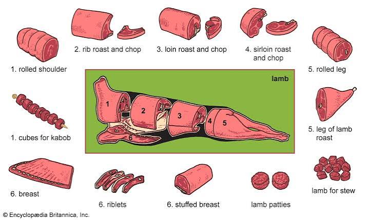 Lamb | Sheep, Meat, Chops, Definition, Flavor, & Cuts | Britannica