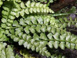 Image result for sleziník Asplenium