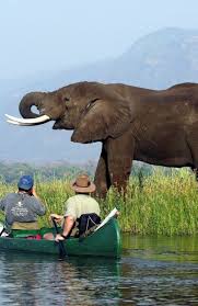 Mana Pools Zimbabwe Is A Region Of The Lower Zambezi River Where The Flood Plain Turns Into A Broad Exp Zambezi River Bourbon Sweet Potatoes Steak And Onions