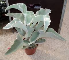 Conocido Como Kalanchoe Oreja De Elefante De Terciopelo El Kalanchoe Beharensis Nos Deleita Con Unas Enor Orejas De Elefante Plantas Suculentas Hojas Verdes