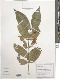 Image result for Lasiodiscus pervillei