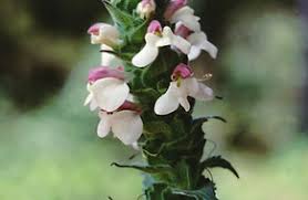 Image result for Orobanchaceae