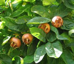 Medlar fruit trees for sale. Mespilus Germanica Wikipedia