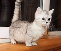 Scottish Fold Munchkin Cat Munchkin Cat Scottish Fold Munchkin Cat Scottish Fold