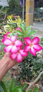 17 best images about beautiful flower on pinterest sumber : Terbaru 15 Gambar Dan Nama Bunga Hias Koleksi Bunga Hd