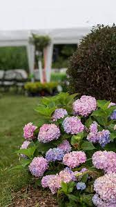 Backyard Ideas Inspiration Gorgeous Gardens Beautiful Hydrangeas Summer Hydrangeas