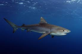 Tiger Shark Shark Pictures Shark Baby Tiger Shark
