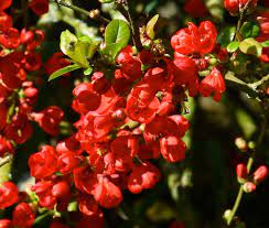 Find farms, farmland, beach properties, forest, cottage lots, offered for sale by owner or realtor on kijiji, canada's #1 local classifieds. Tall Red Japanese Quince Chaenomeles X Superba Rubra Order Online