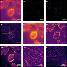 Shop extraordinary pieces from trusted brands, with free delivery and concierge service on most items. Ucsim2 2d Structured Illumination Microscopy Using Uc2 Biorxiv