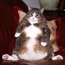 Pin Em Cat Fat