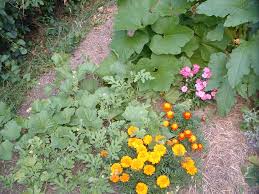 Dig holes in your prepared bed based on tag instructions. Planning Your First Vegetable Garden Veggie Gardening Tips