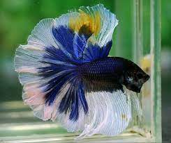 Pin On Betta Fish