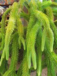 Image result for Lycopodiaceae
