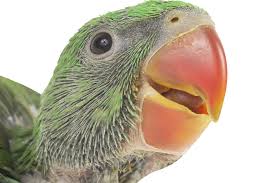 Types Of Birds You Can Have As Pets How To Make A Parrot 39 S Beak When You Are Putting Together A Parrot Costume For A Costume Party For A Theatrical Produ Types Of Pet Birds Parrot Pet Birds