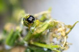 Image result for caterpillar box tree moth inside buxus plant