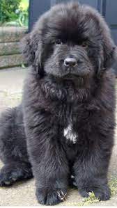 Hello Precious Mama Loves You Newfoundland Puppies Greenfield Puppies Puppies