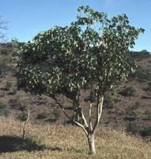 Image result for Cladostemon kirkii