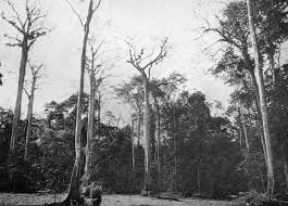 Image result for Oldfieldia macrocarpa