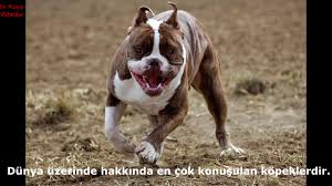 Kangal Mi Pitbull Mu Hangisi Daha Guclu Youtube