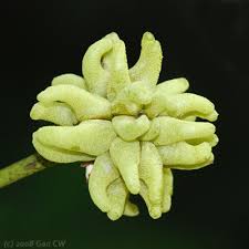 Image result for Macaranga mellifera