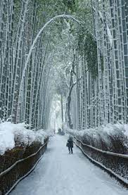 pin by tad masaoka on trees cool pictures of nature bamboo forest nature pictures
