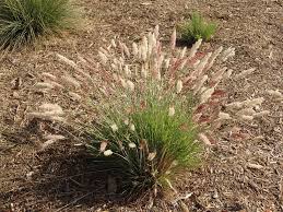 Image result for Melinis longiseta