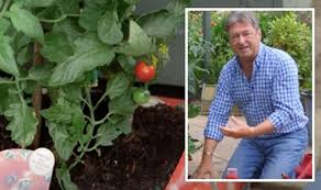 Let's see how to use this product on your plant. Alan Titchmarsh Gardening Expert Shares Advice On Watering And Feeding Tomato Plants Express Co Uk