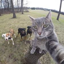 Kopeklerin Efendisi Selfie Ustasi Kedi Komik Kopek Fotograflari Hayvanlar Hayvan Resimleri