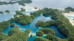 Image result for Selago lacunosa