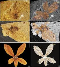 Image result for Marquesia macroura