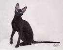 Welcome - Cornish rex cats - Welcome to Cornish Rex and ...