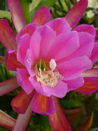 This video is dedicated growing succulent epiphyllum orchid cactus. Epiphyllum Orchid Cactus Seed Germination Growing Guide How To Grow Epiphyllum Orchid Cactus Seeds Adenium Seeds Plumeria Seeds Adenium Seeds At Adenium Store