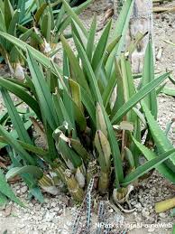 Image result for Eulophia petersii