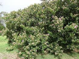 Image result for Grewia holstii