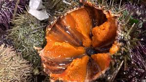 Check spelling or type a new query. Ricci Di Mare