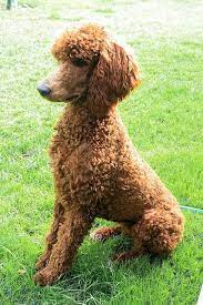 What A Poser Poodle Haircut Poodle Hair Standard Poodle
