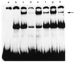 Michele morrone, br® запись закреплена. A P53 Independent Pathway For Activation Of Waf1 Cip1 Expression Following Oxidative Stress Journal Of Biological Chemistry