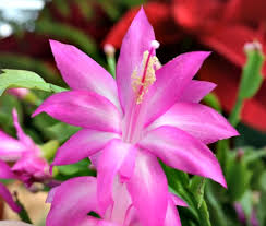 I'd still call it a christmas cactus then, or name it after her. Two Christmas Faves Christmas Cactus Cyclamen Fairview Garden Center