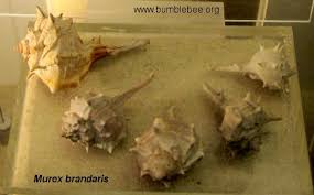 Image result for Micractis bojeri