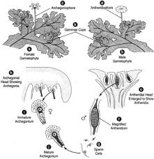 We did not find results for: Liverworts Bryophytes The Liverworts Hornworts And Mosses Introduction To Botany Botany Biocyclopedia Com